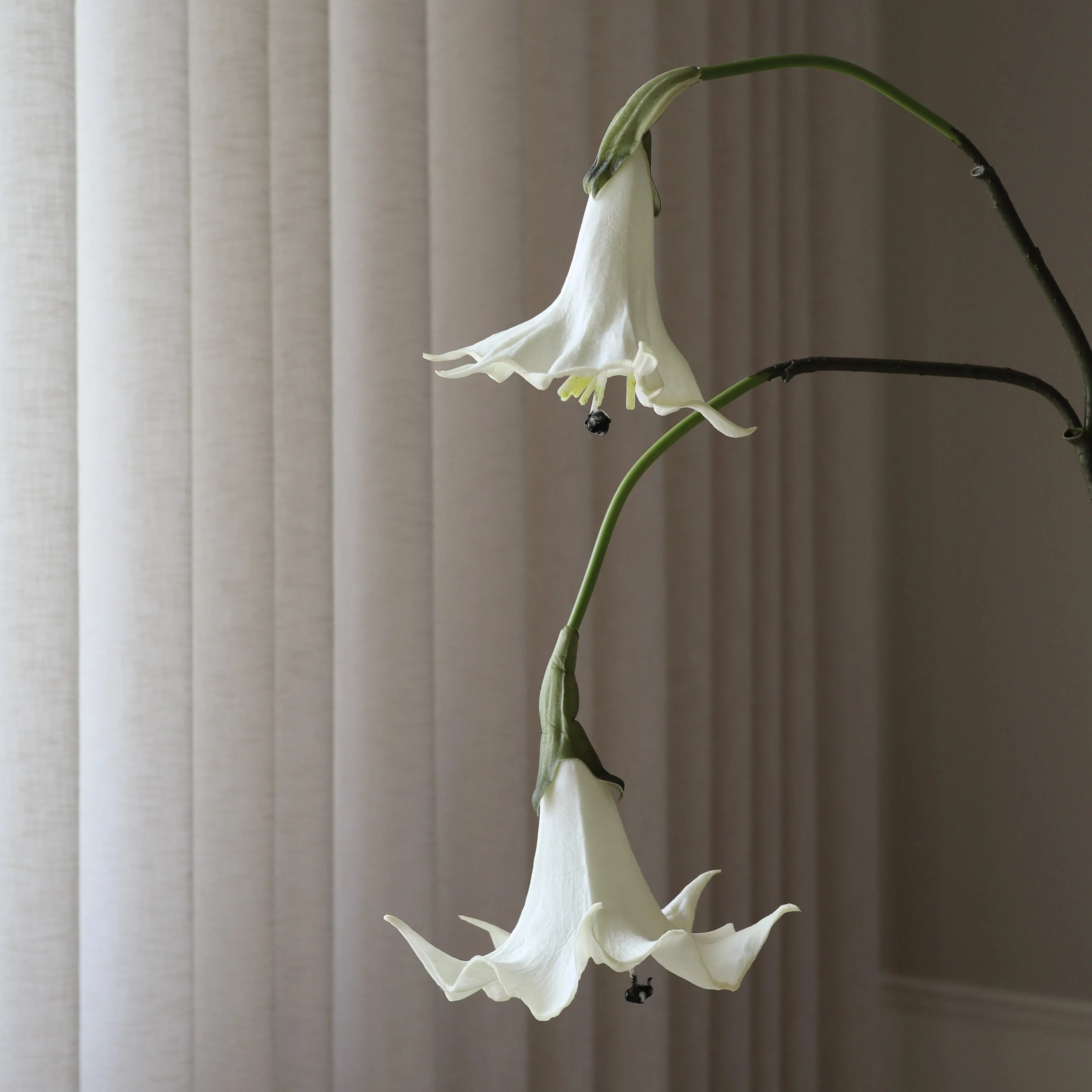 White Datura Stramonium Flower - Image 4