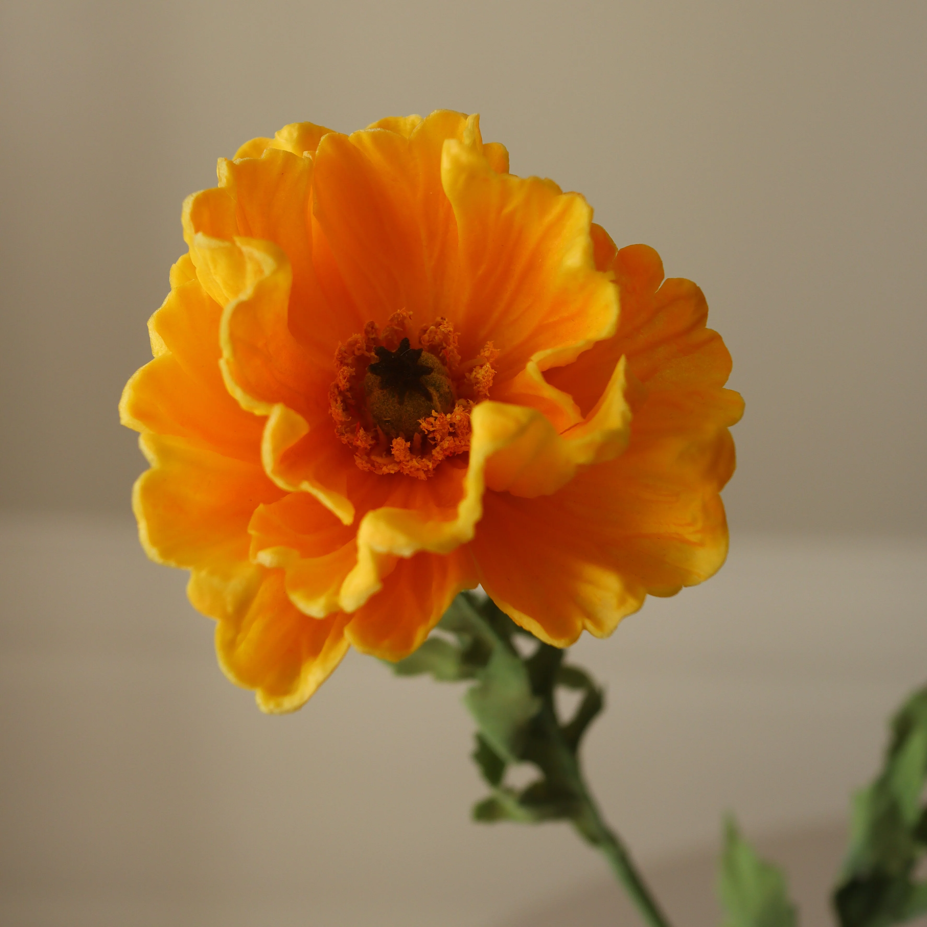 Yellow Large Poppy Flower - Image 4