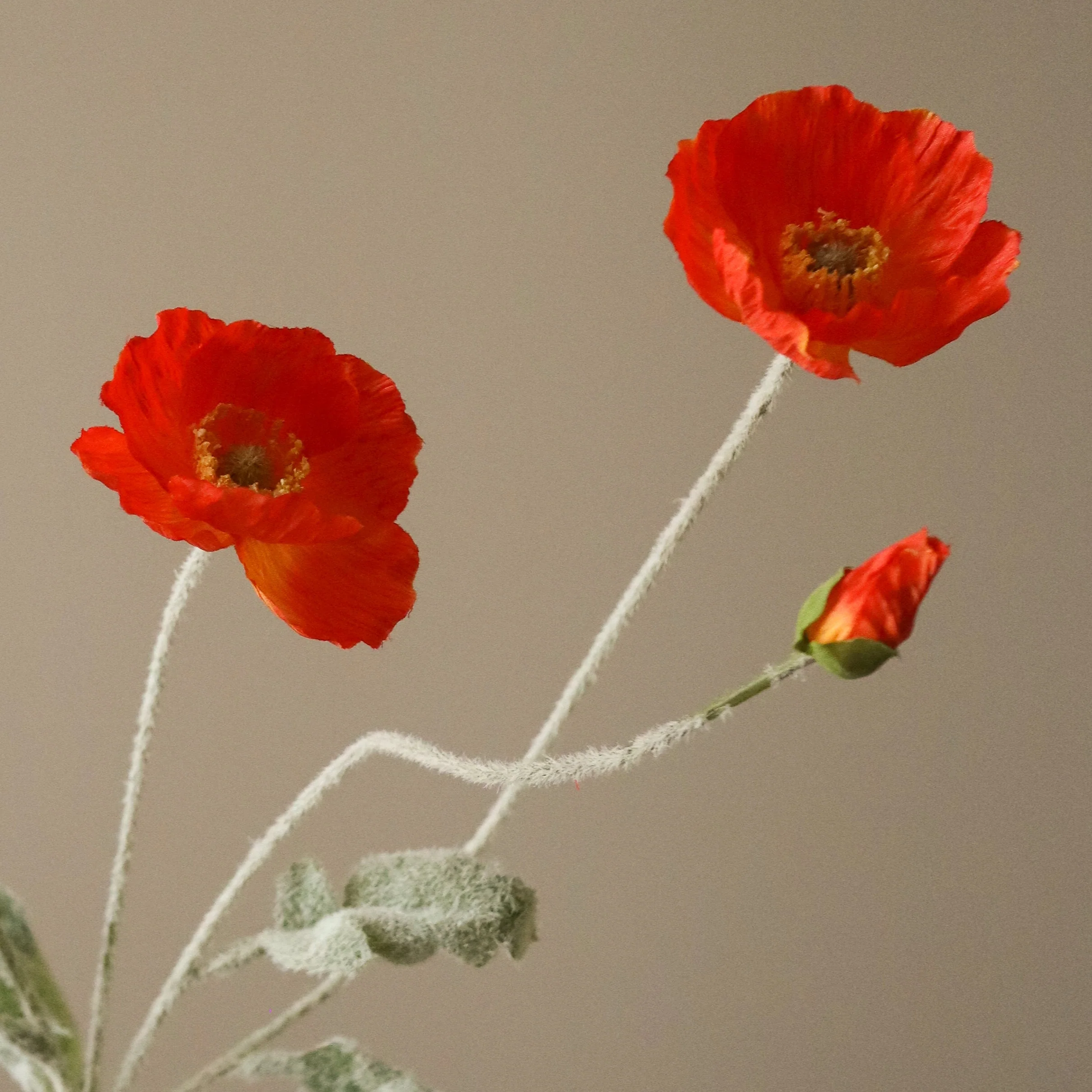 Dark Orange Poppy Flower - Image 4