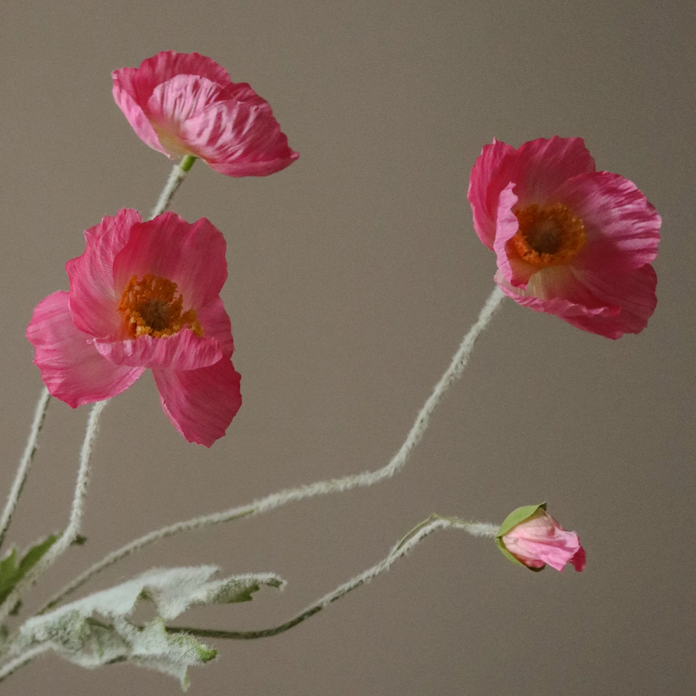 Pink Poppy Flower - Image 4