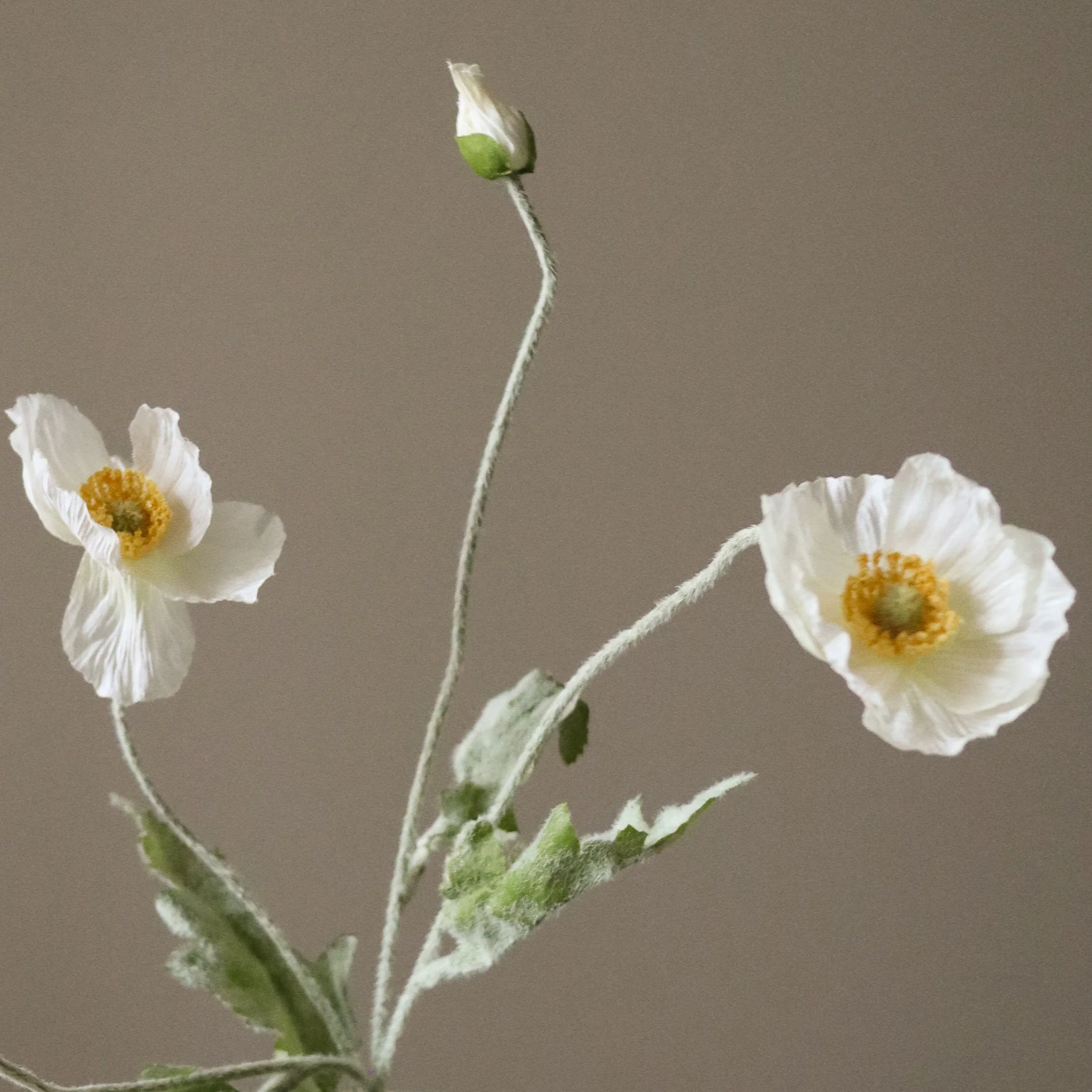 White Poppy Flower - Image 4