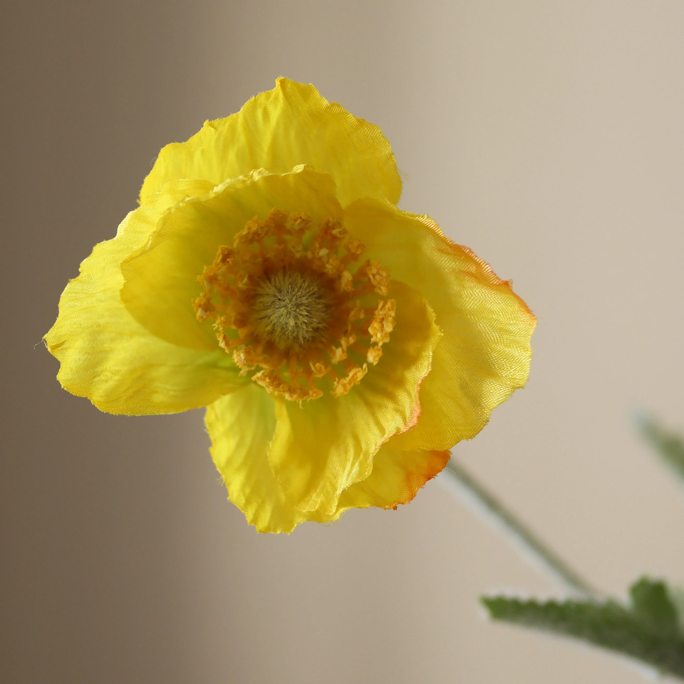 Yellow Poppy Flower - Image 4