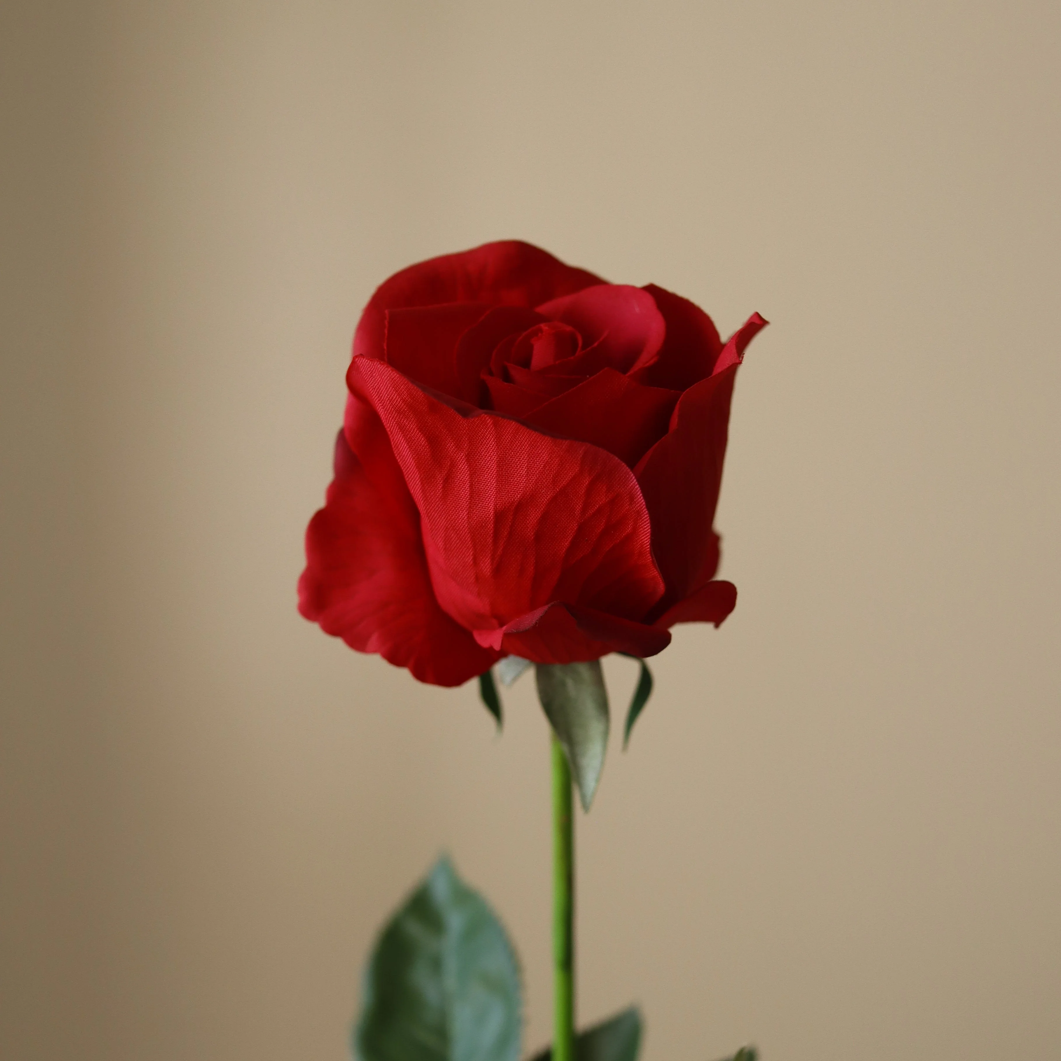 Red Premium Longstem Rose - Image 4
