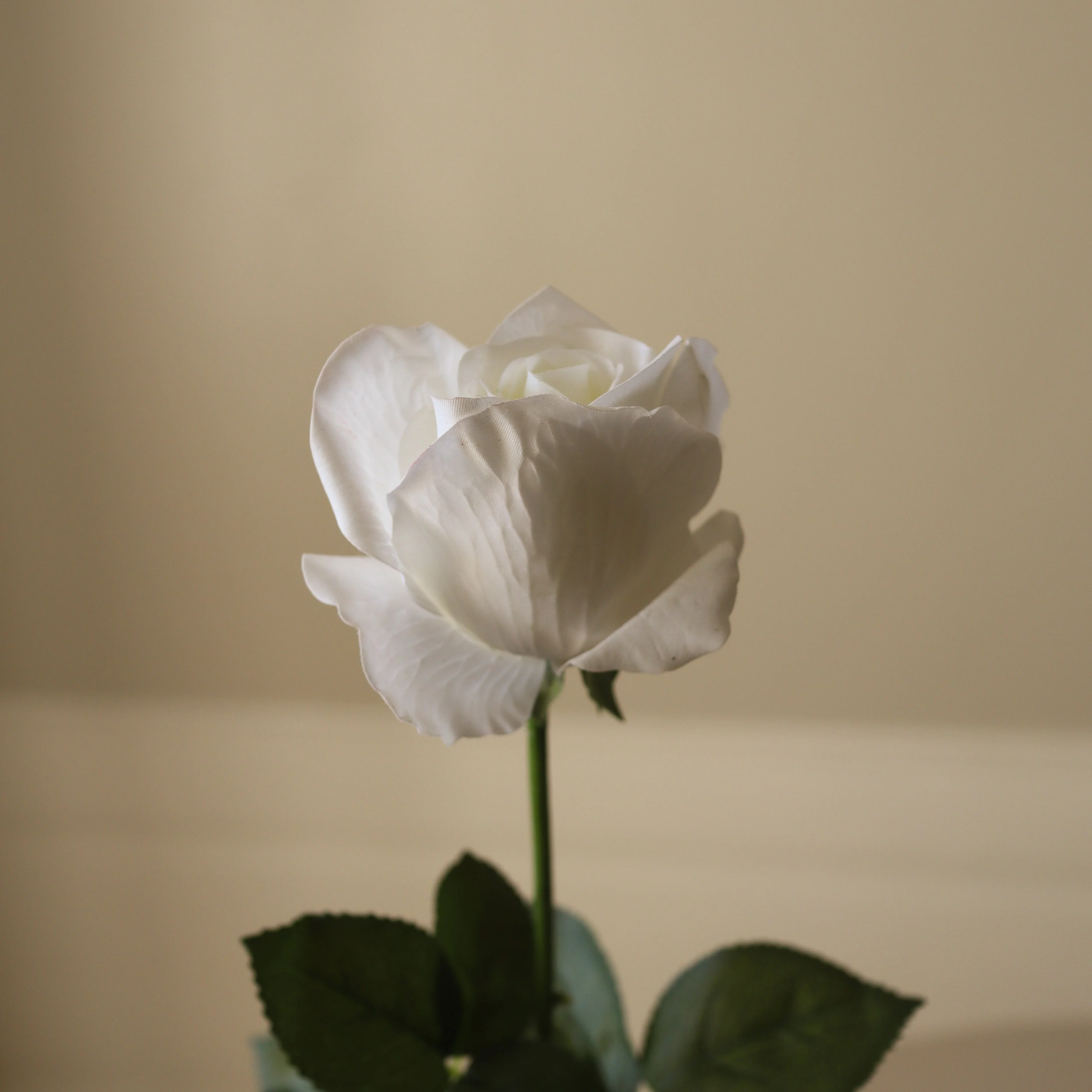 White Premium Longstem Rose - Image 4